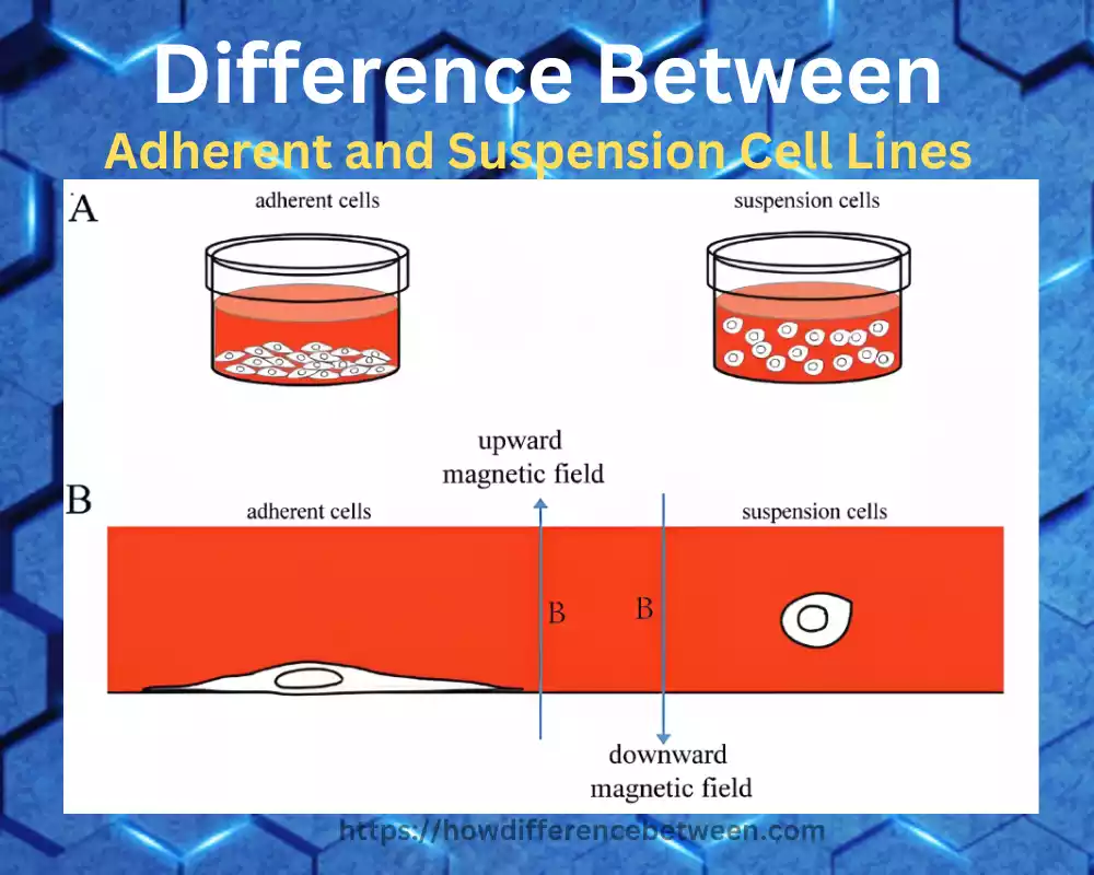 Adherent and Suspension Cell Lines