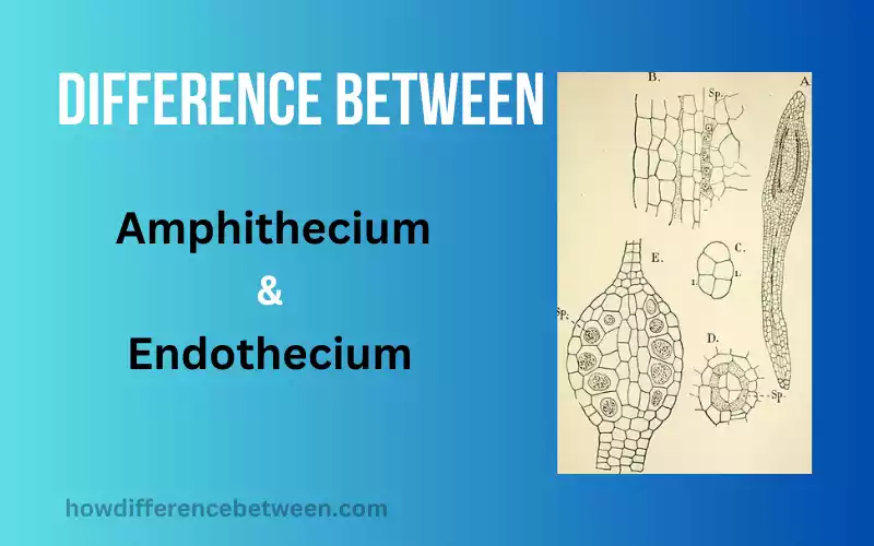 Amphithecium and Endothecium