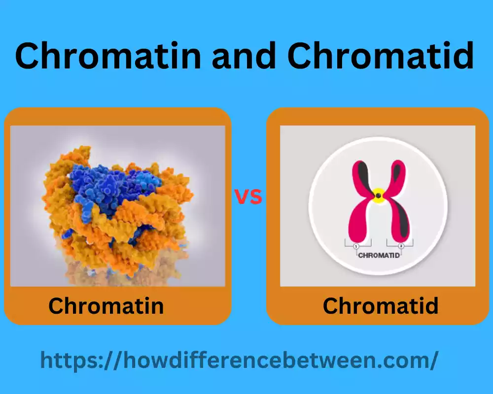 Chromatin and Chromatid