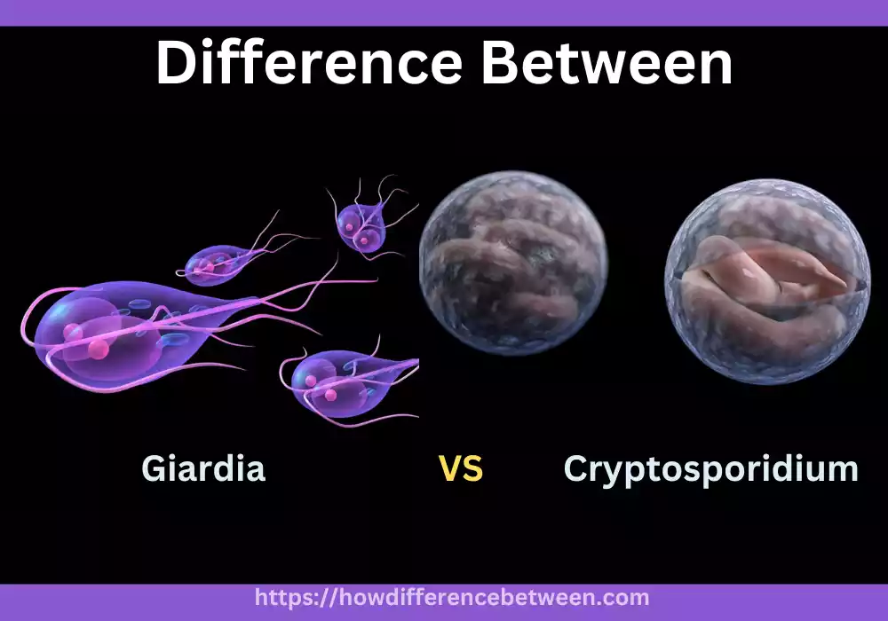 Cryptosporidium and Giardia