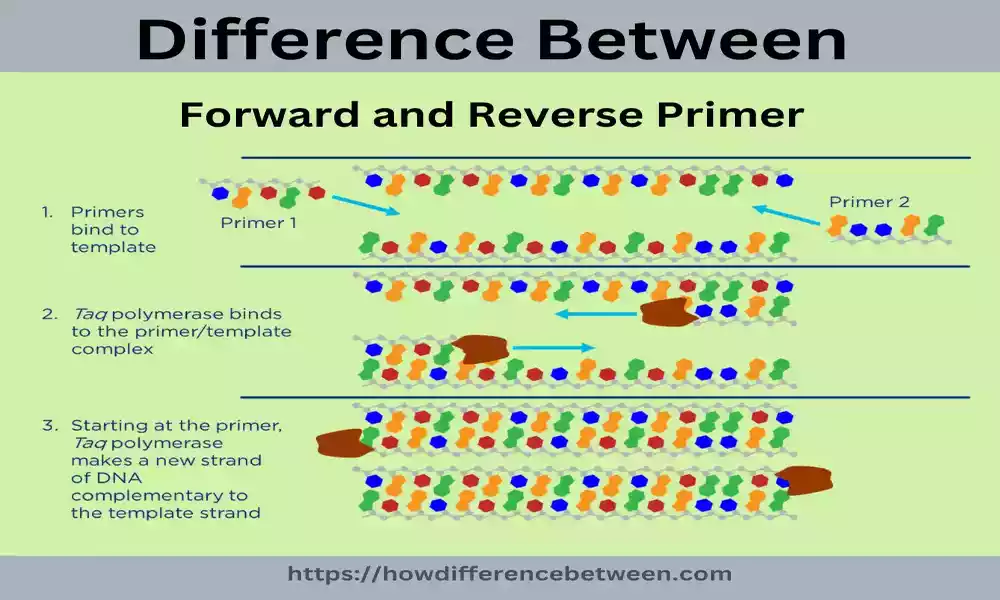 Forward and Reverse Primer