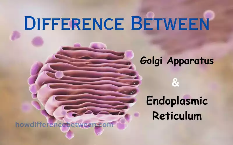 Golgi Apparatus and Endoplasmic Reticulum