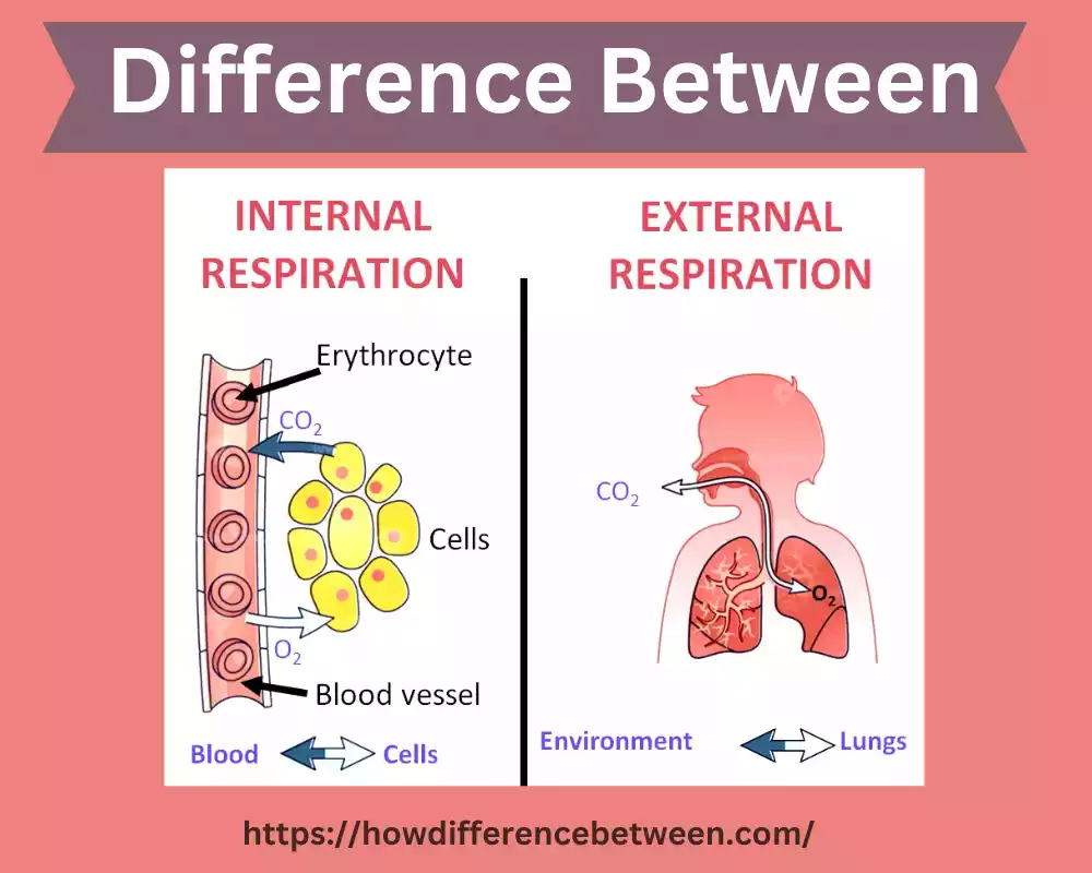 Internal and External Respiration