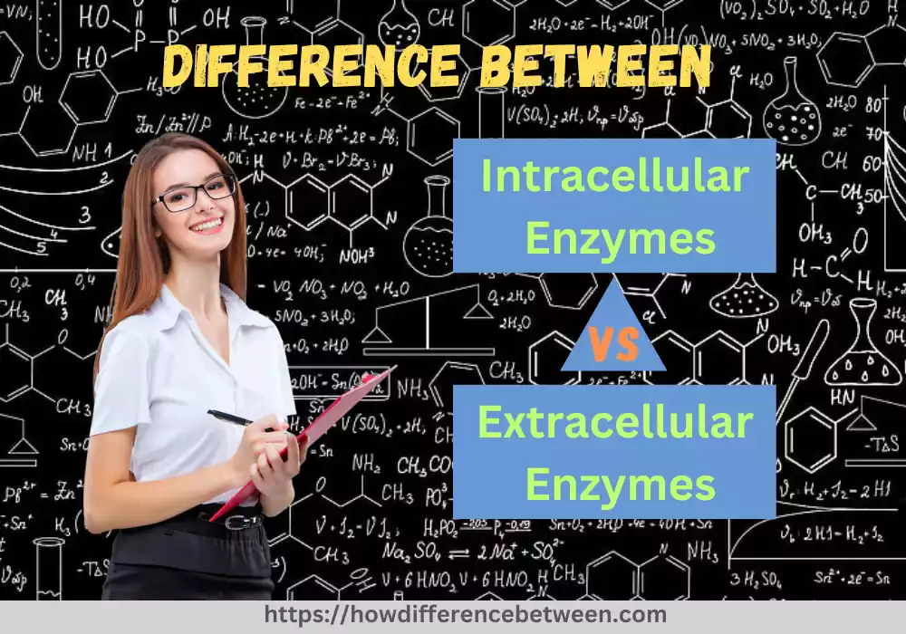 Intracellular and Extracellular Enzymes