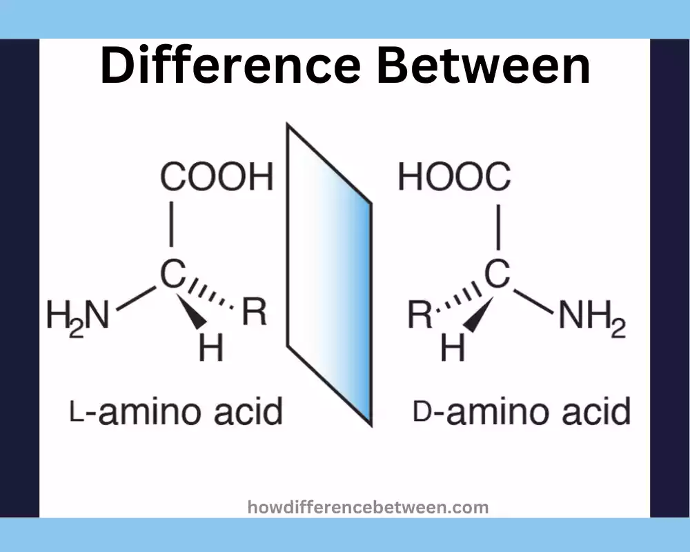 L and D Amino Acids