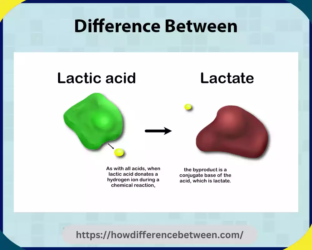 Lactate and Lactic Acid