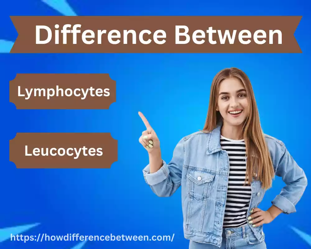 Lymphocytes and Leucocytes