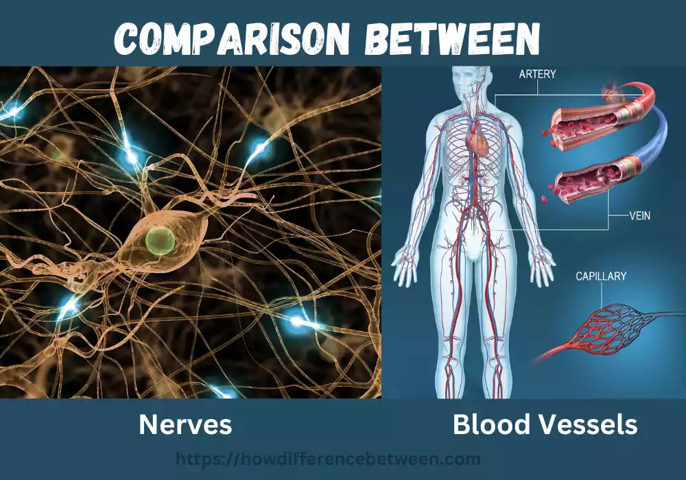 Nerves and Blood Vessels