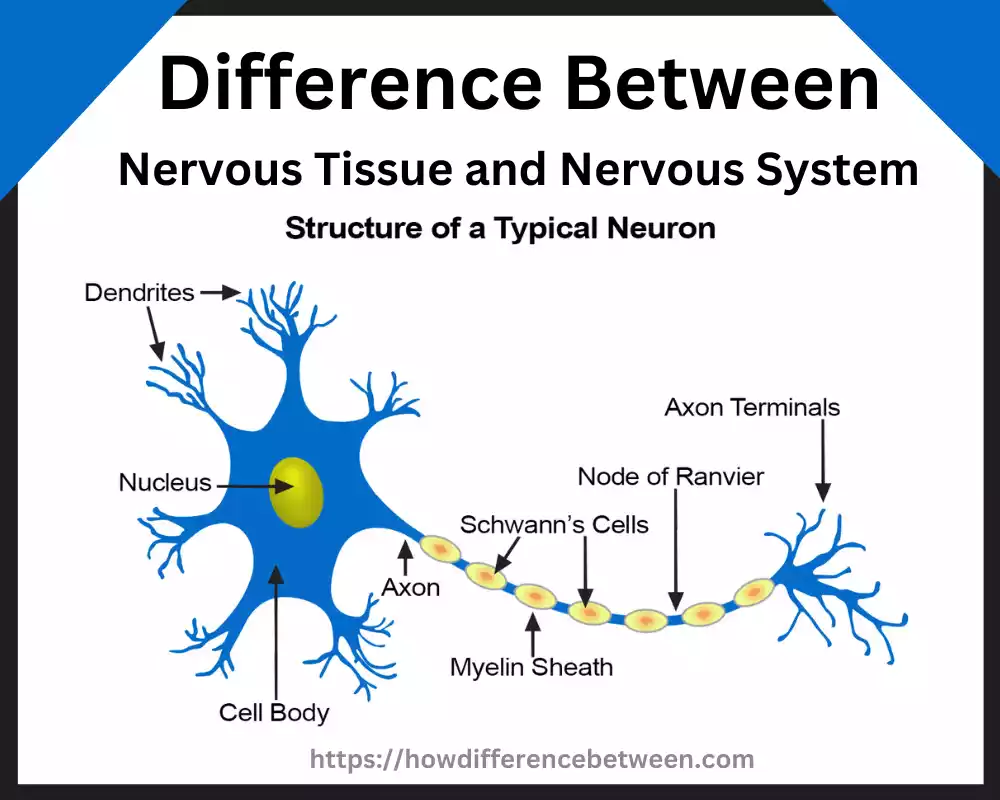 Nervous Tissue and Nervous System