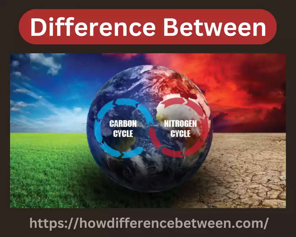 Nitrogen Cycle and Carbon Cycle