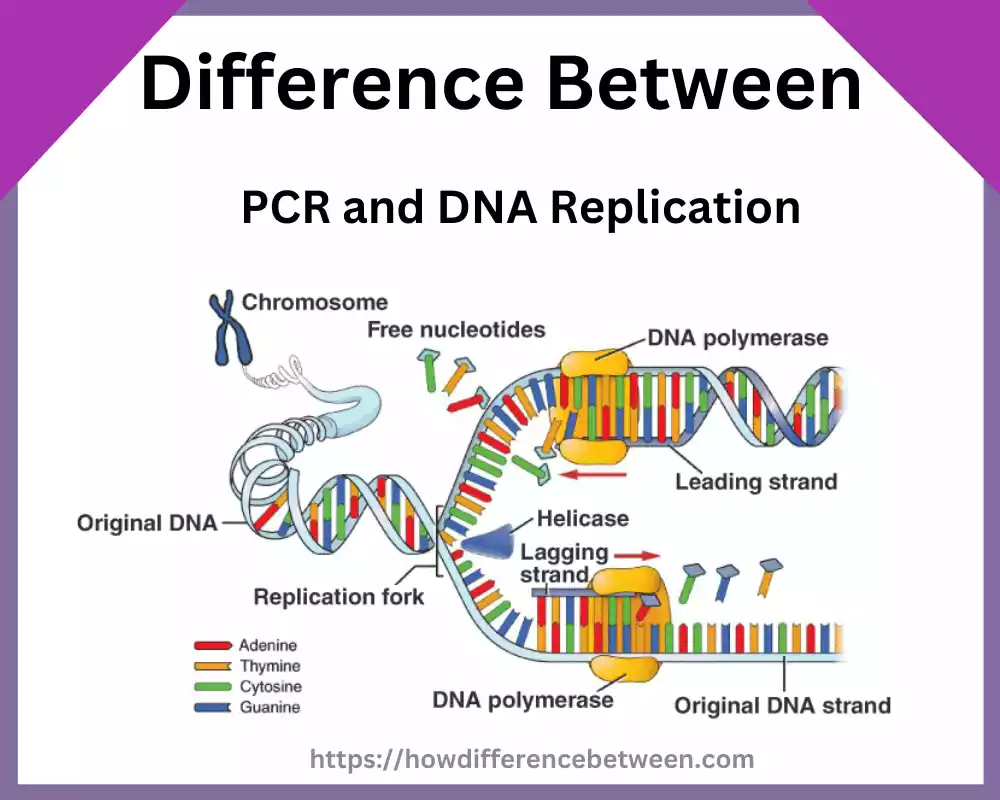 PCR and DNA Replication