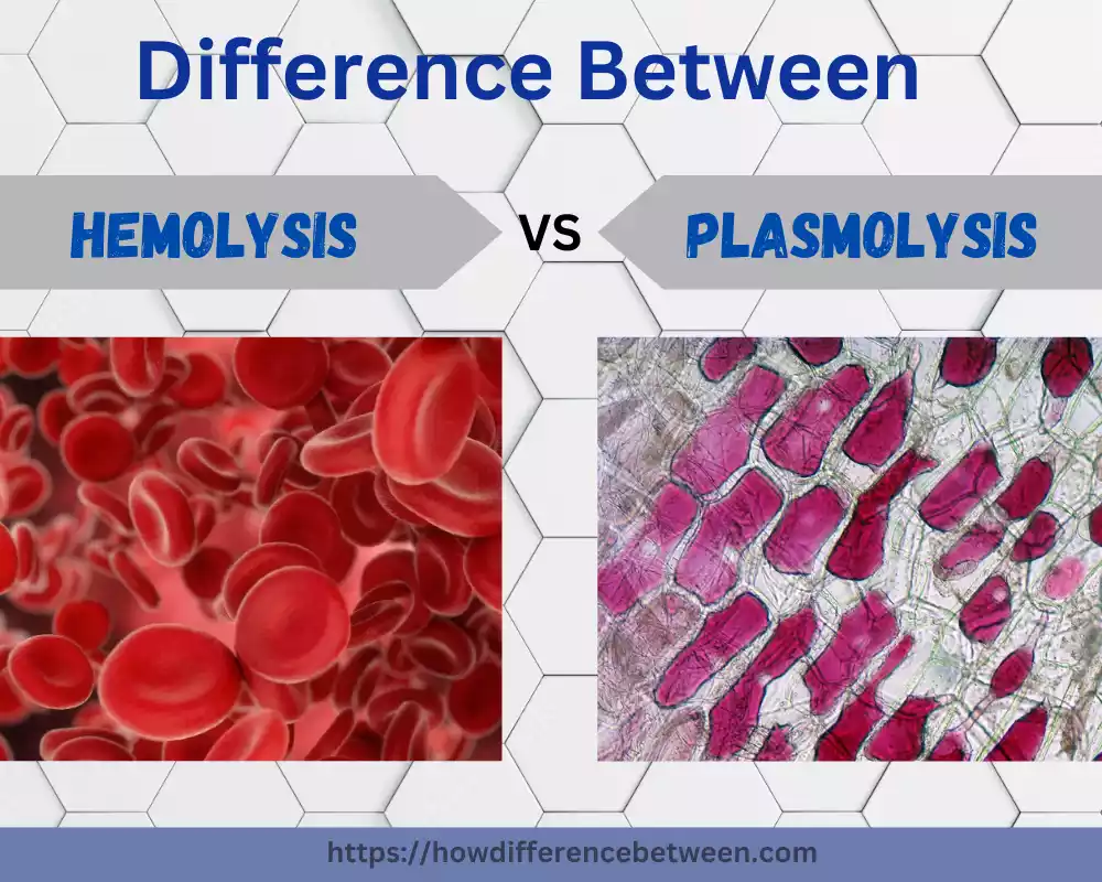 Plasmolysis and Hemolysis