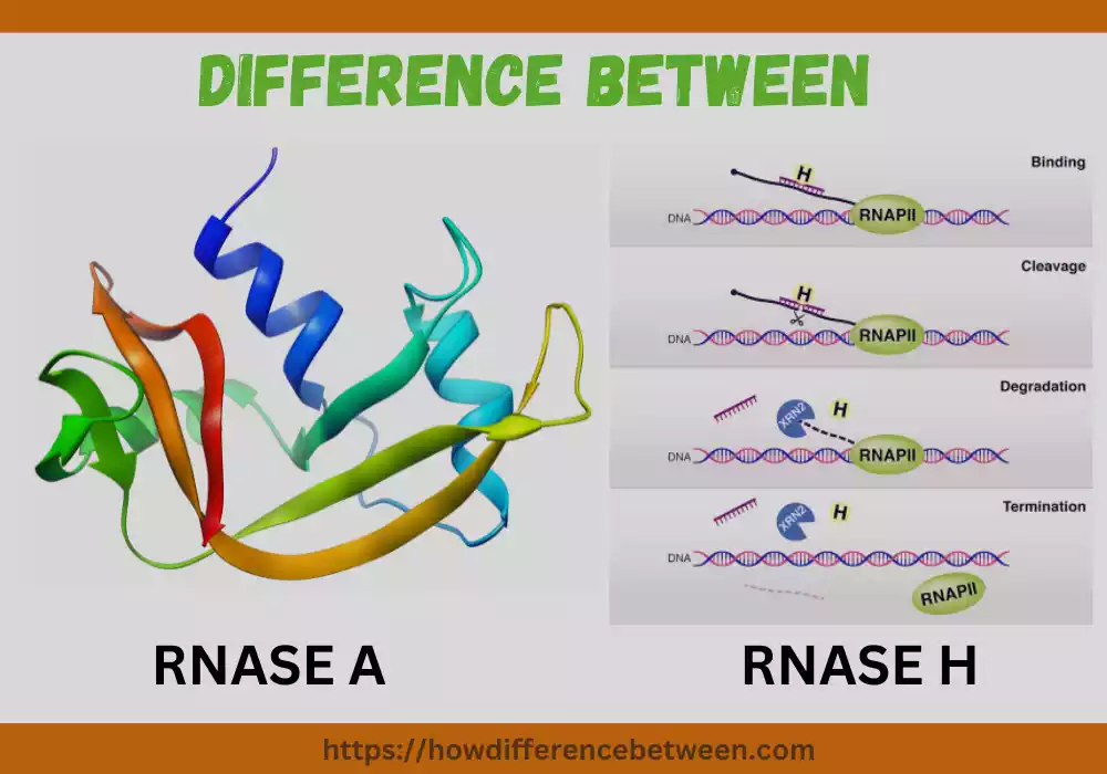 RNASE A and RNASE H