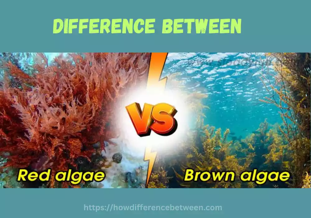 Red Algae and Brown Algae