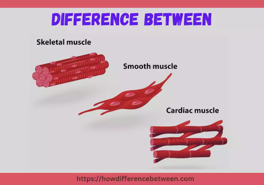 Striated Non Striated and Cardiac Muscles