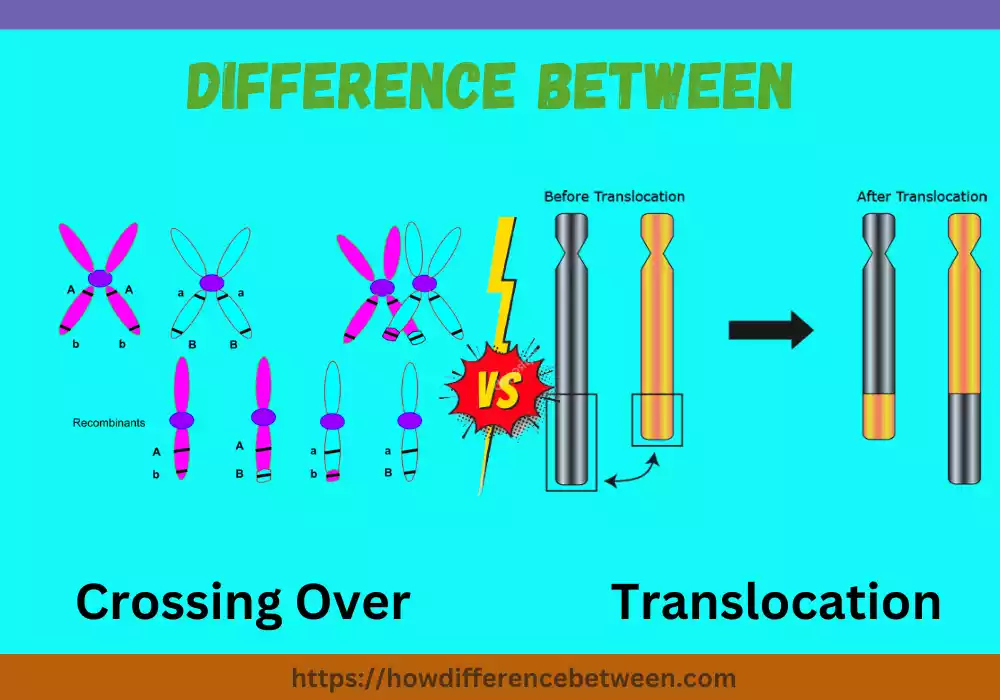Translocation and Crossing Over
