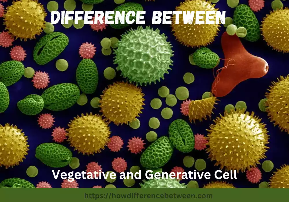 Vegetative and Generative Cell
