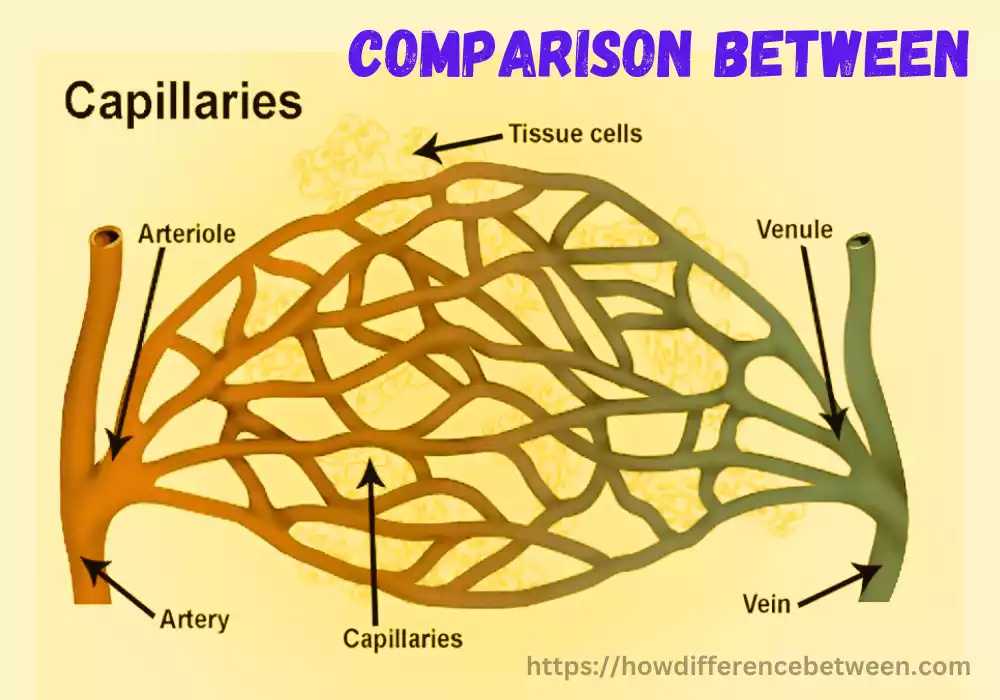 Vein and Venule