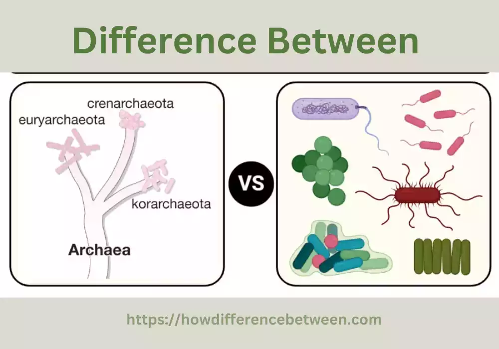 Bacteria and Archaea