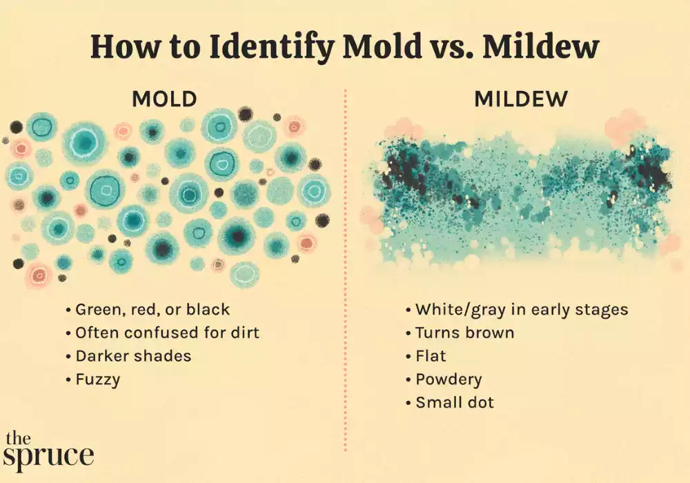Black Mold and Mildew