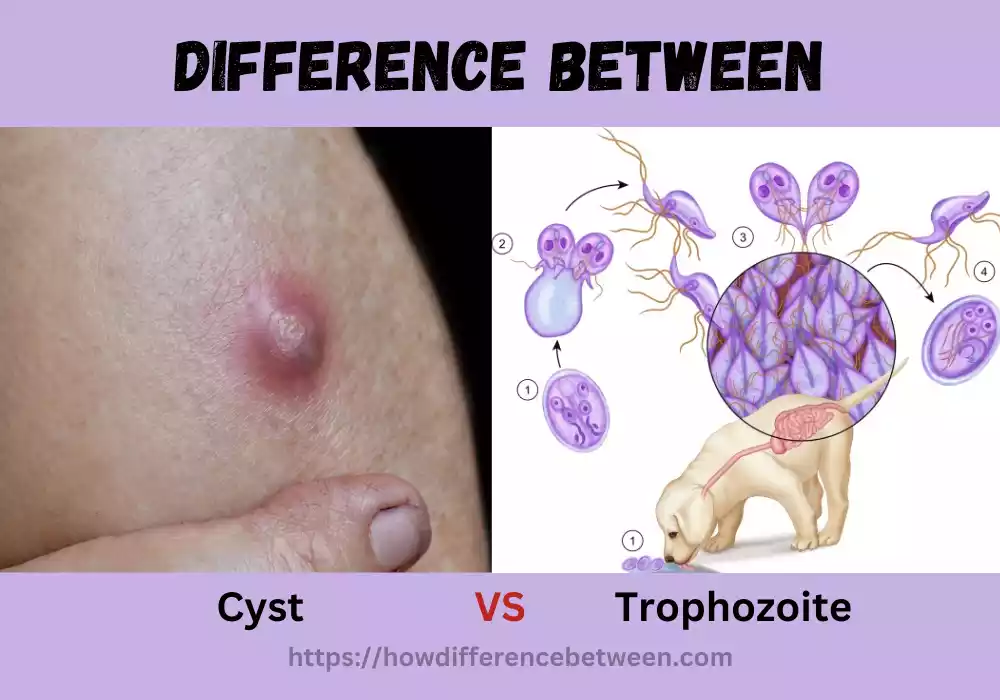Cyst and Trophozoite