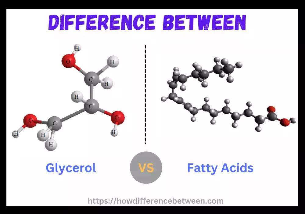 Glycerol and Fatty Acids