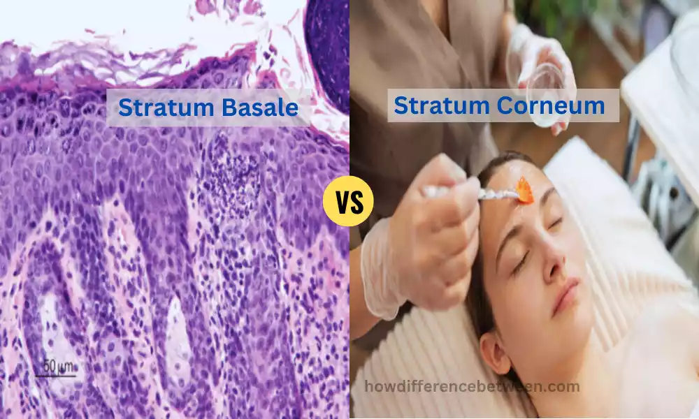 Stratum Basale and Stratum Corneum