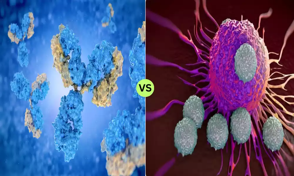 Antibodies and T Cells