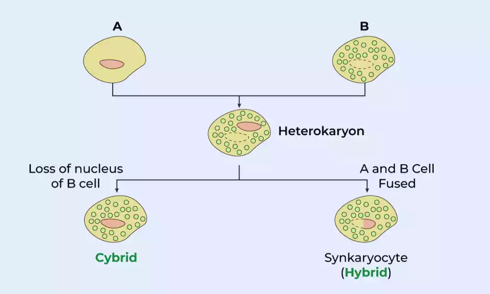 Cybrids and Hybrids