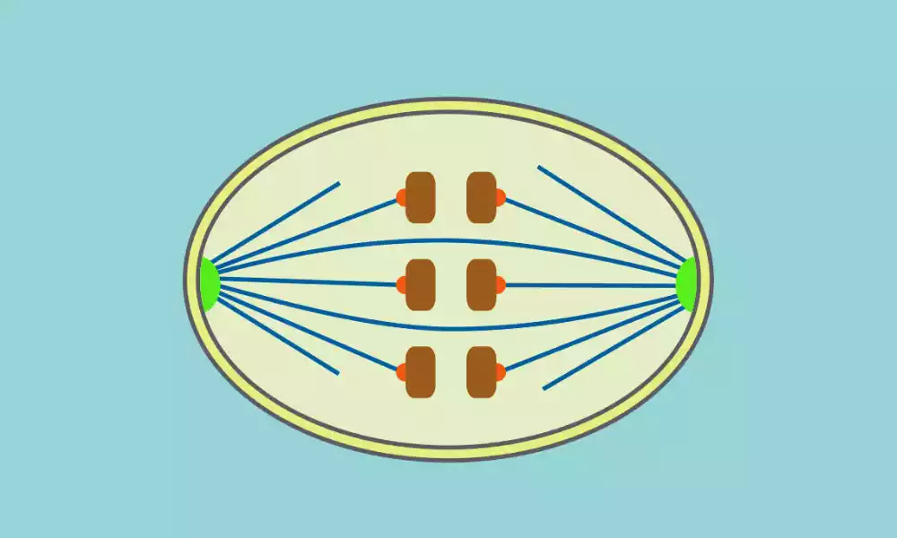 Open and Closed Mitosis