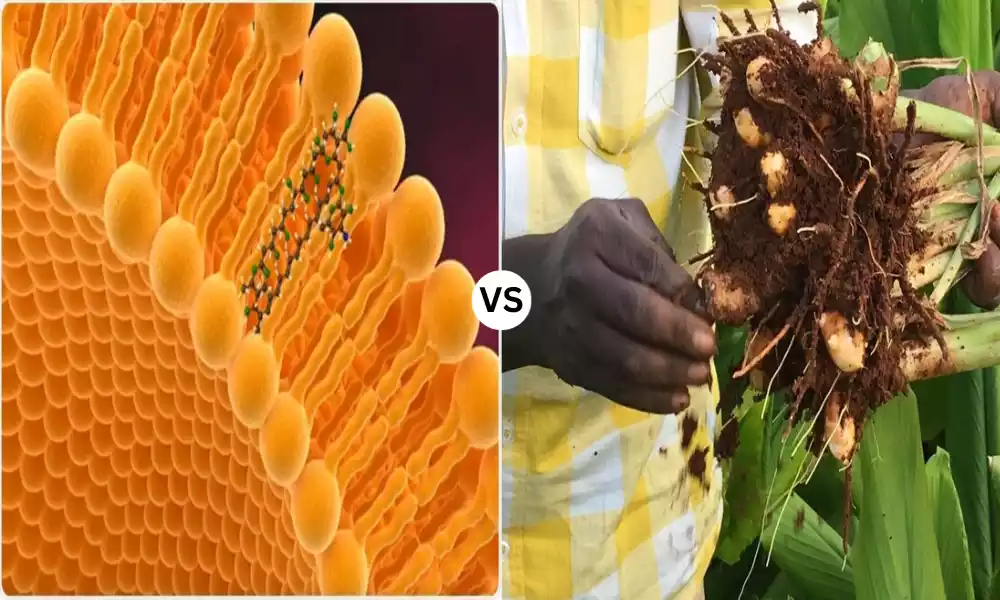 Phytosomes and Liposomes