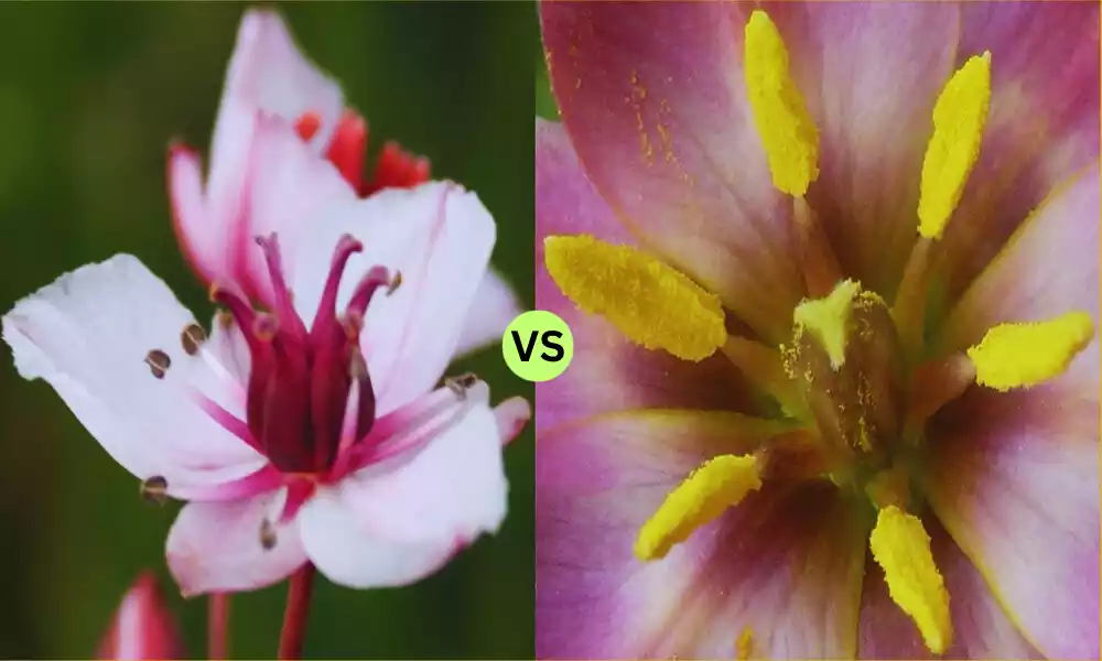 Apocarpous and Syncarpous