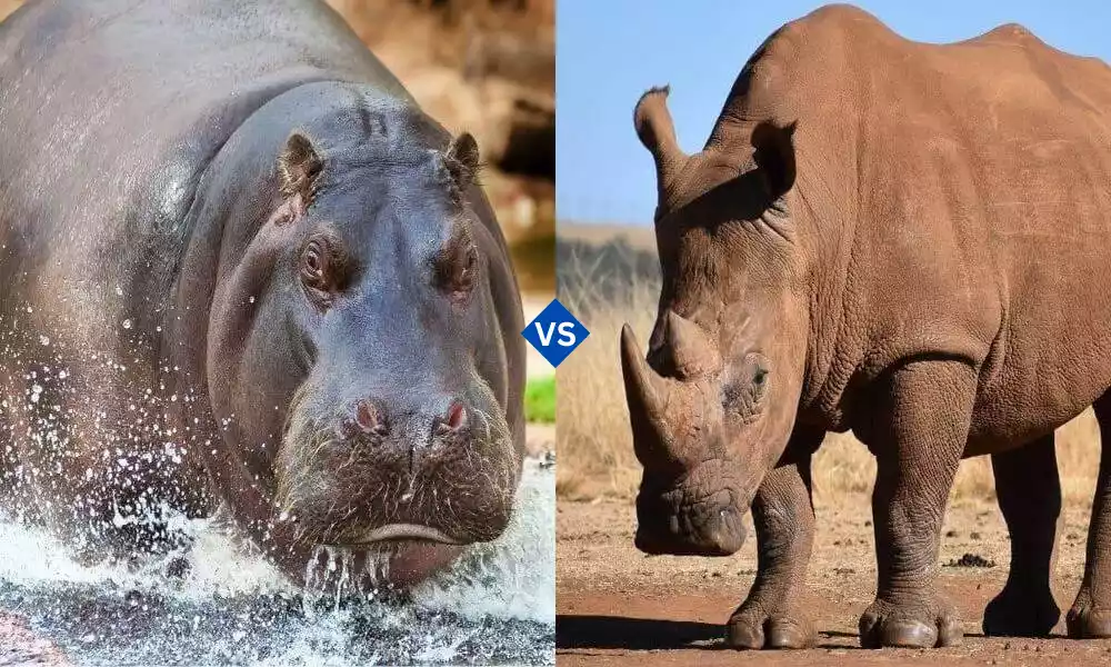 Hippopotamus and Rhinoceros