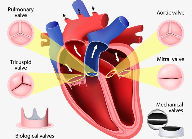 Tricuspid Valve