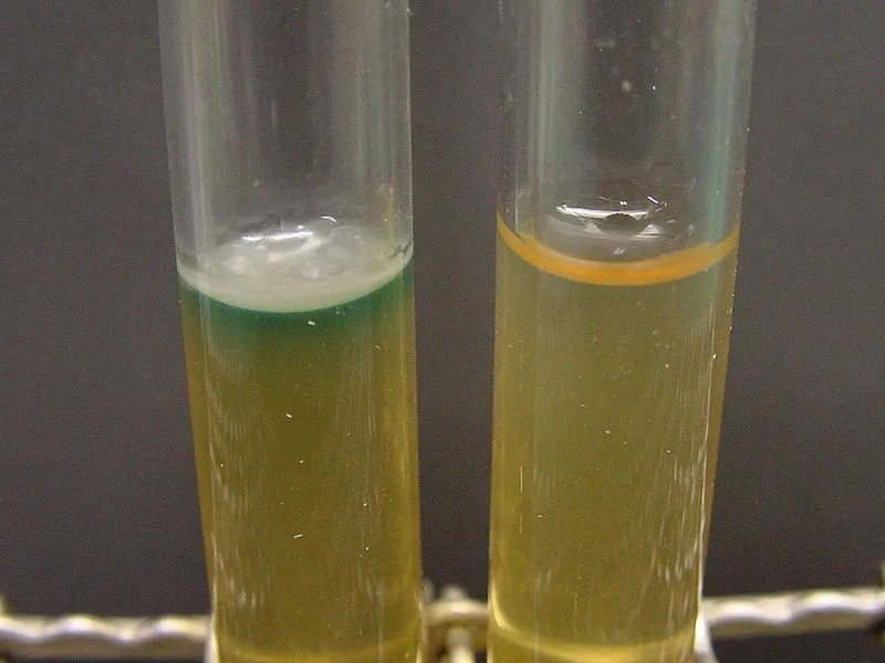 Adherent and Suspension Cell Lines