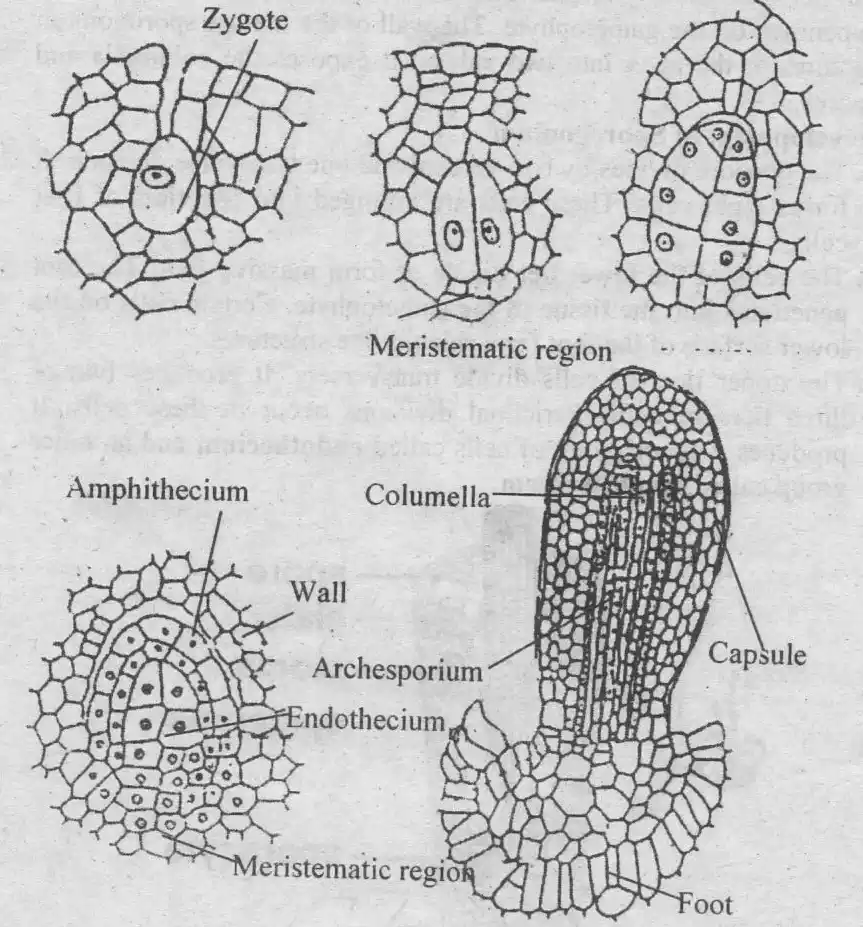 Amphithecium