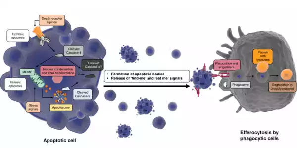 Apoptosis