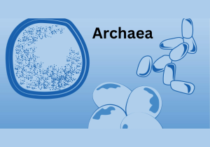 Archaea