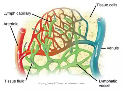 Capillaries