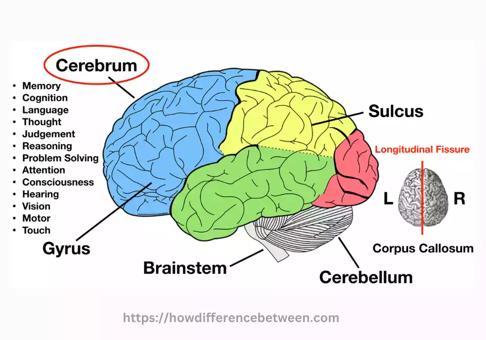 Cerebrum