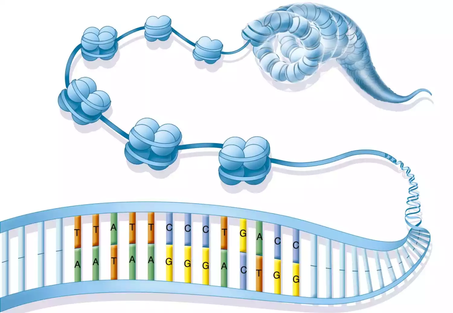 Chromatin