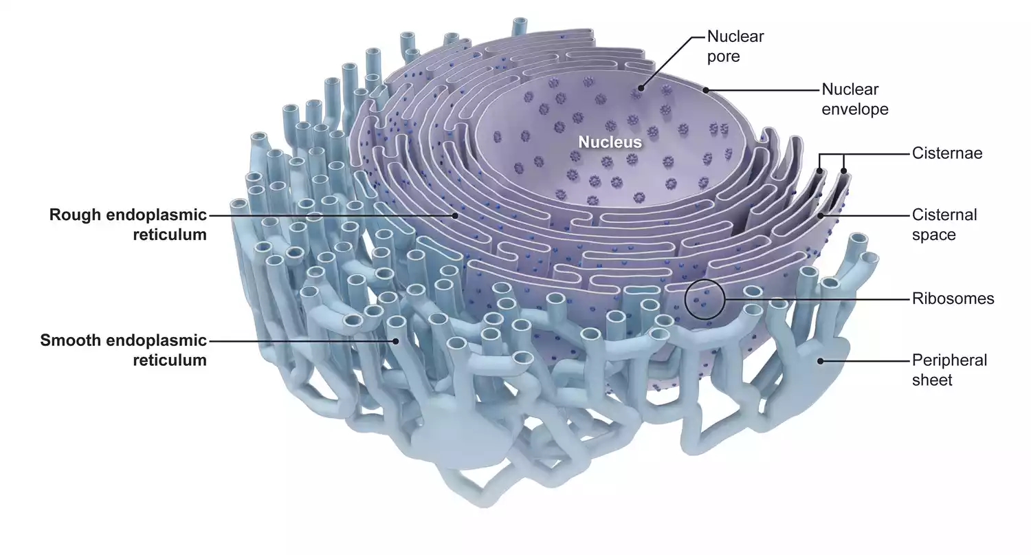 Endoplasmic Reticulum