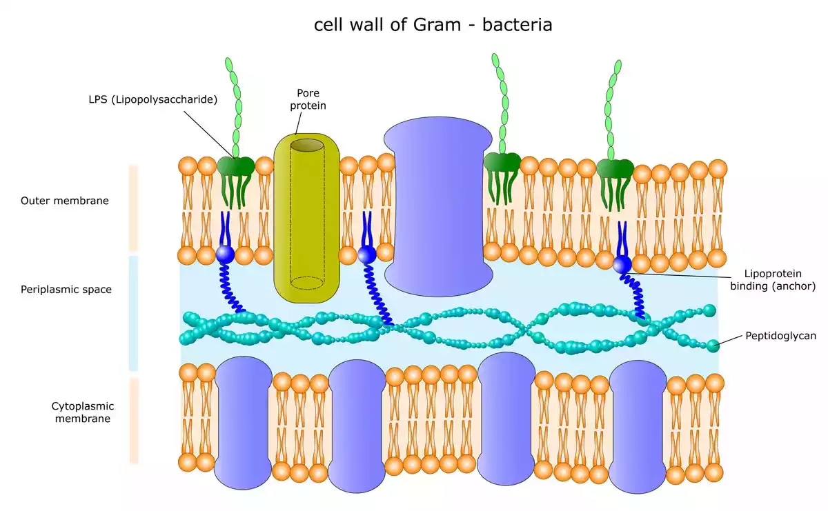 Endotoxin