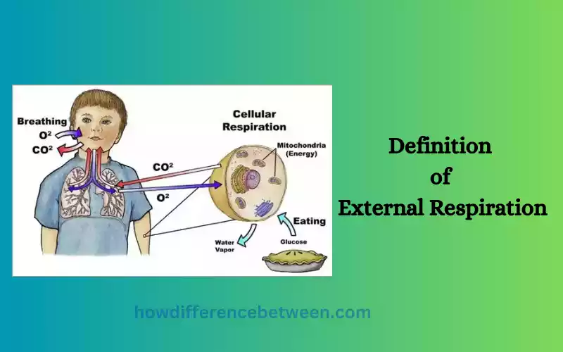 External Respiration