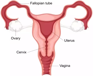 Female Reproductive System