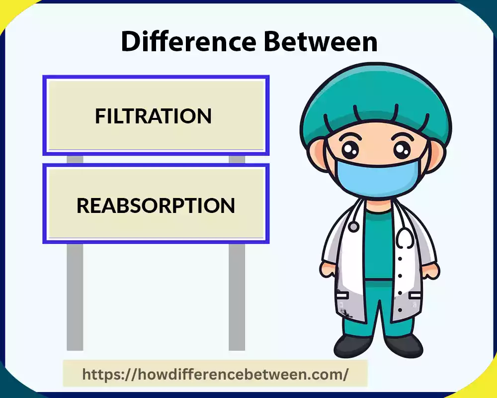 Filtration and Reabsorption 10 best difference you must know