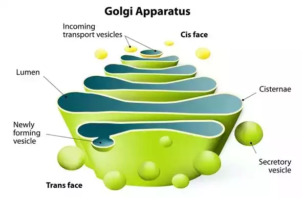 Golgi Apparatus