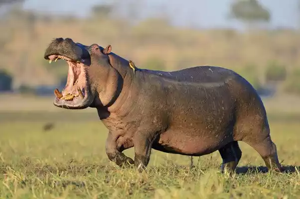 Hippopotamus