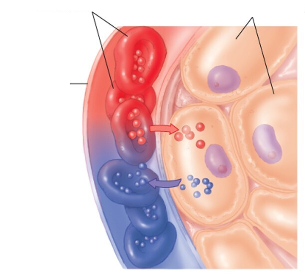 Internal Respiration