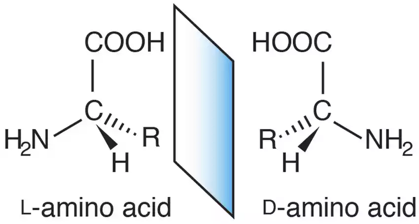 L and D Amino Acids